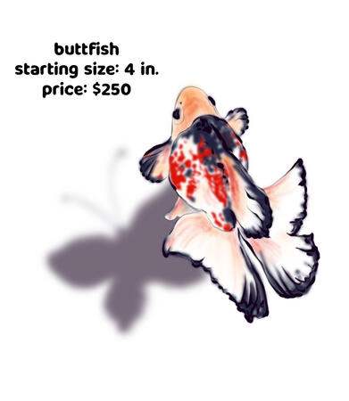 buttfish